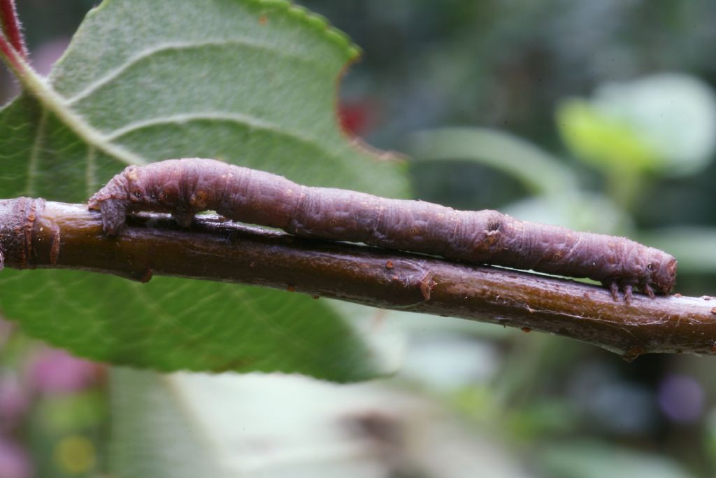 Bruco di Ascotis selenaria (Geometridae)